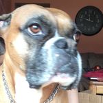 Buster James Grzesiak - @buster.james.grzesiak - Instagram