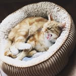 James Guinness McGregor - @jamesgthecat - Instagram
