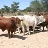 JamesHaimbondimart - @jameshaimbondimar - TikTok