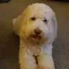 James Hassell - @james.hassell - TikTok