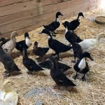 James Hatch - @hatchesducks - Instagram