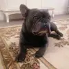 Suggles4Snuggles - @danieljameshatchard - TikTok