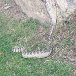 james henshaw - @james_the_rattlesnake_hunter - Instagram