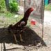James heritage chicken - Facebook