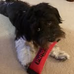 Sawyer James Herndon - @sawyerjamesthecotondetulear - Instagram