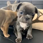 French bulldogs - @jame.sherz - Instagram