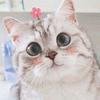 James chiu - @jameschiu - TikTok