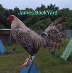 James Hiu - Facebook