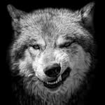 James Householder - @oregonwolf_69 - Instagram