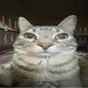 Cat - @james_hucker1 - TikTok
