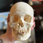JAMES GARETT - @james_human_skulls_for_sale - Instagram