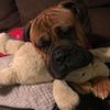 jamesjaggers600 - @bloodtrackingmastiff - TikTok
