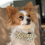 James Harrington Jeffcoat - @jamesthedogjeffcoat - Instagram