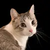 LeBron James Jennison - @catmemes123456 - TikTok