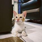 Johannes James - @johannesjamesss - Instagram