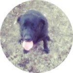 James "Jimmy" Keech - @jimmykeechdogofficial - Instagram
