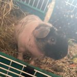 Sir James Bean Kemnitz - @sirtheskinnypig - Instagram