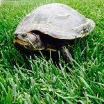 Ronald James Kettle - @ronaldtherescuedturtle3 - Instagram