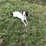 James kinghorn - @chickenjimm - Instagram
