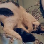Joy's pets. - @james_kipper_blaze - Instagram