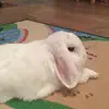 James._.schatje - @james._.konijn - TikTok