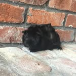 James Noah Kummer - @james_the_guinea_pig - Instagram
