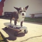 James Lagrange - @_jamesthedog - Instagram