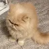 James Larrison - @james.larrison8 - TikTok