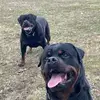 James Lasota - @james.lasota - TikTok