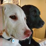 Bailey, Brandy & Jameson - @launonen_labs - Instagram