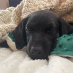 Bailey Jameson & Brandy - @launonen_labradors - Instagram
