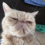 Cucu - @james_le_chat_chelou - Instagram