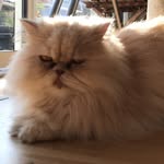 James - @james.le.chat - Instagram