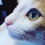 James😼 - @james_le.chat - Instagram