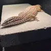 JamesLegal - @reptilejames061 - TikTok