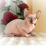 James Leone - @skinmortalsphynx - Instagram