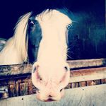 james leventis - @the_real_james_levents - Instagram