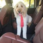 James Levinson - @levinson190 - Instagram