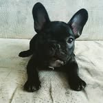 James liner - @united_states_of_frenchies - Instagram