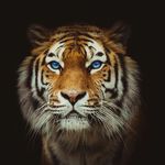 James Linklater - @james.linklater - Instagram