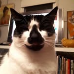 James Lolmas - @jameslolmas - Instagram