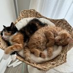 Mable & James Fraser - @mable.and.james - Instagram