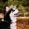 Steph🐕🍕 - @jamesmacewan23 - TikTok