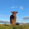 mackenjames - @mackenjames - TikTok