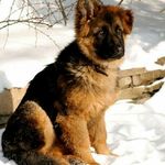 adin james maclaren - @dog_man9221 - Instagram