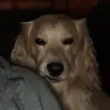 James Maclaren - @dexterthecockapoo01 - TikTok