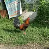 james madeja - @james.ovad - TikTok