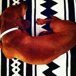James Malone Fabrics - @jamesmalonefabrics - Instagram