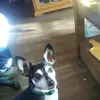 Tobydog James Manwarren - @tobydogjamesmanwa - TikTok