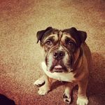 James Manzo - @jamesateapeach - Instagram